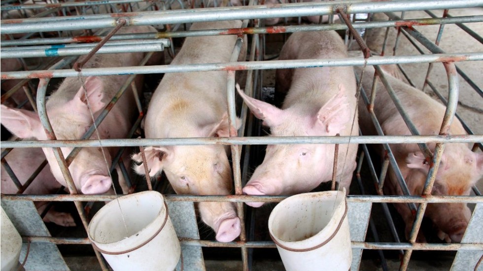 Индустриални свиневъди призоваха да се обяви извънредно положение в цялата страна