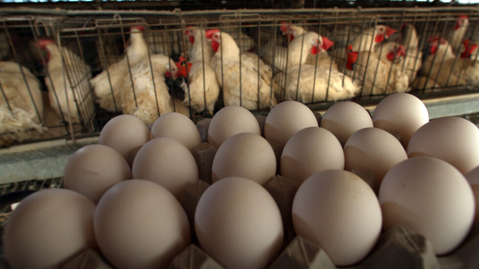 Само в две ферми у нас произвеждат бели яйца, но ги изнасят