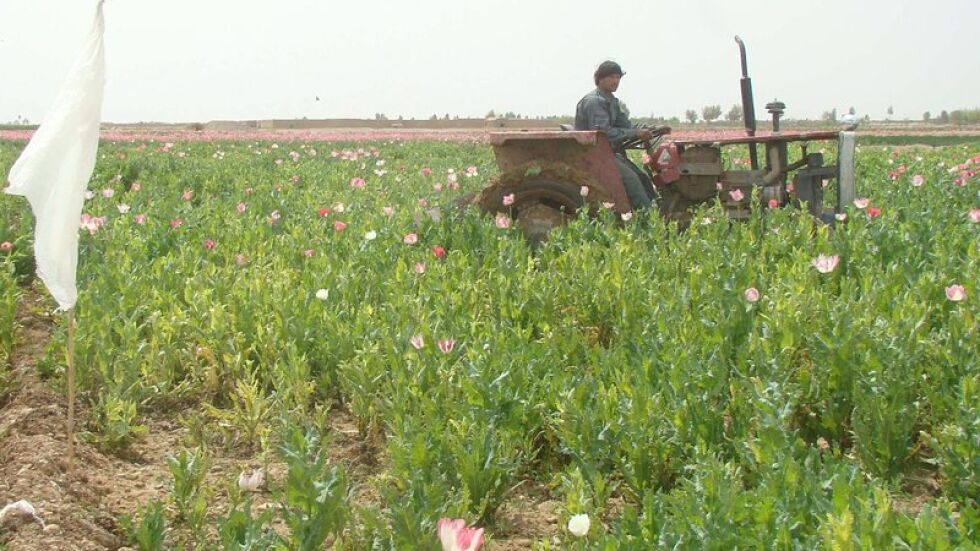 Властите в Афганистан ще изкоренят 15 000 хектара опиумни растения