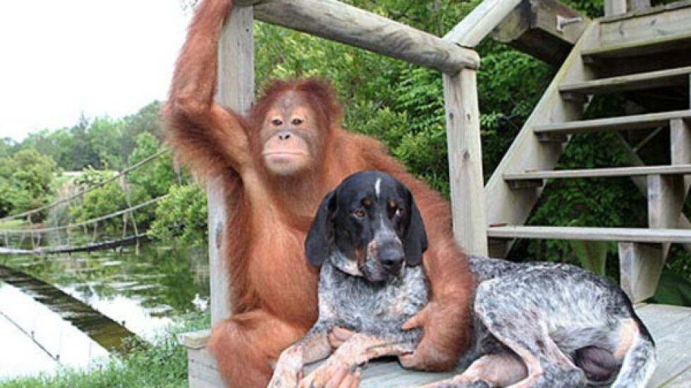 Орангутанът и кучето, които са неразделни приятели