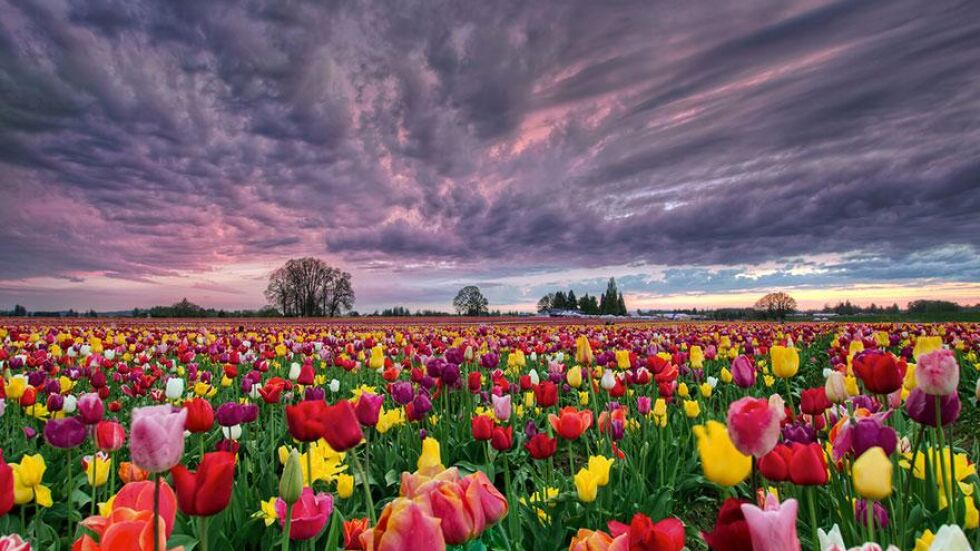 Най-красивите цветни и пролетни пейзажи в света 
