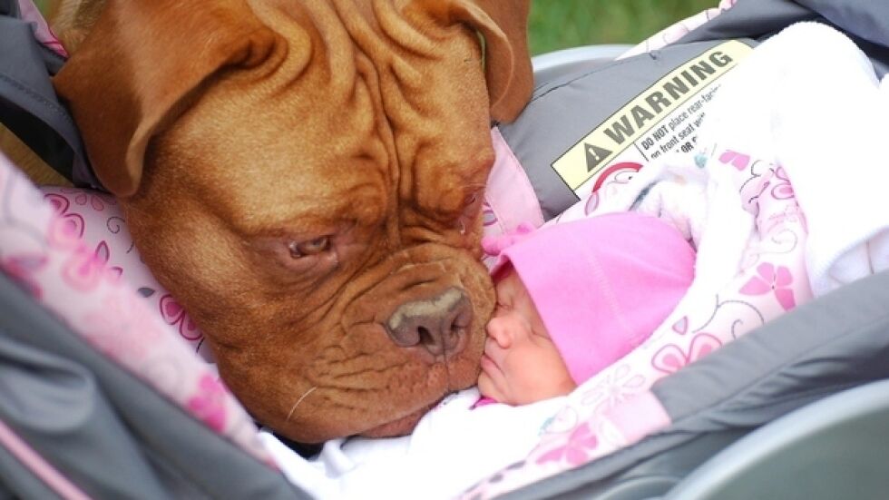 Бебета срещат кучета за първи път в живота си