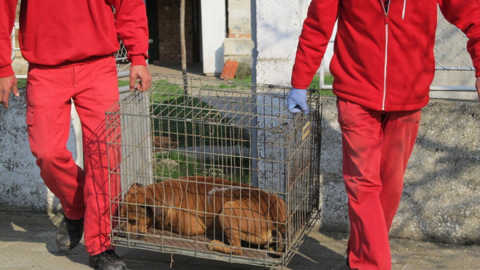 За три години: 1060 регистрирани случая за насилие над животни
