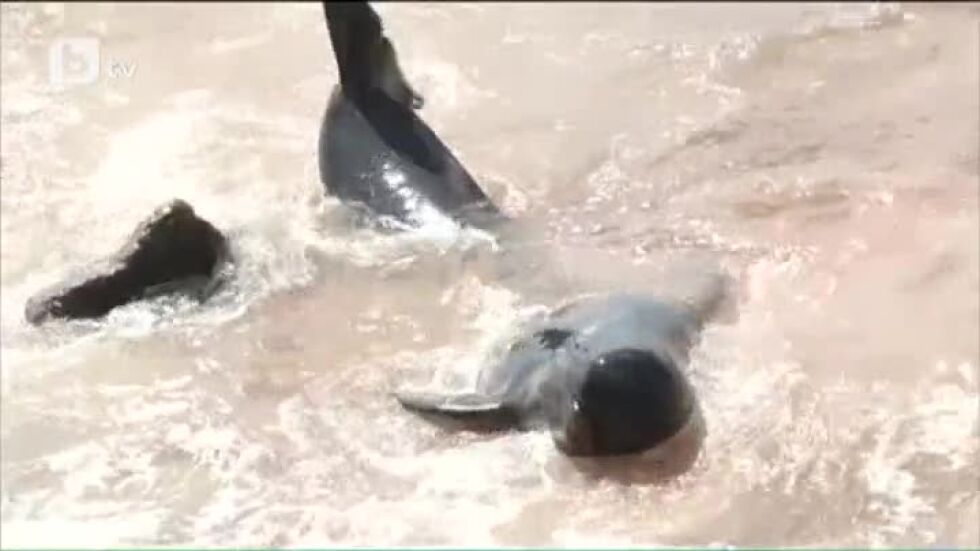 Доброволци спасиха китове, заседнали между скали
