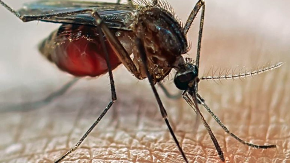 Повече от един вид комари пренася вируса зика
