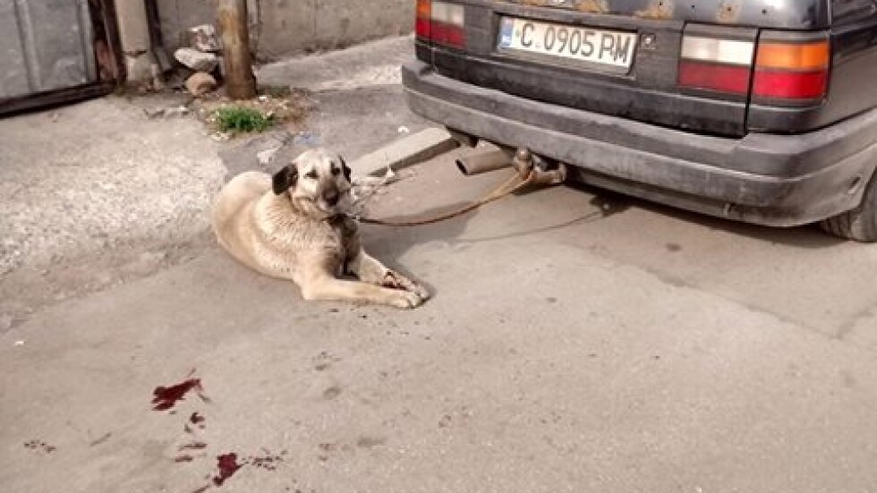 Мъж влачи кучето си с кола, арестуват гражданин, който го спрял