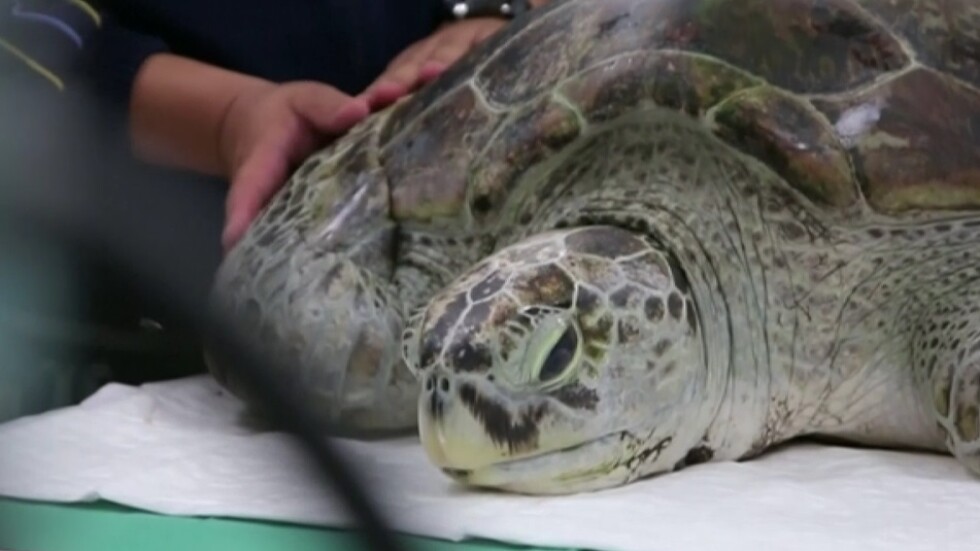 Тайландски ветеринари спасиха костенурка, погълнала хиляда монети
