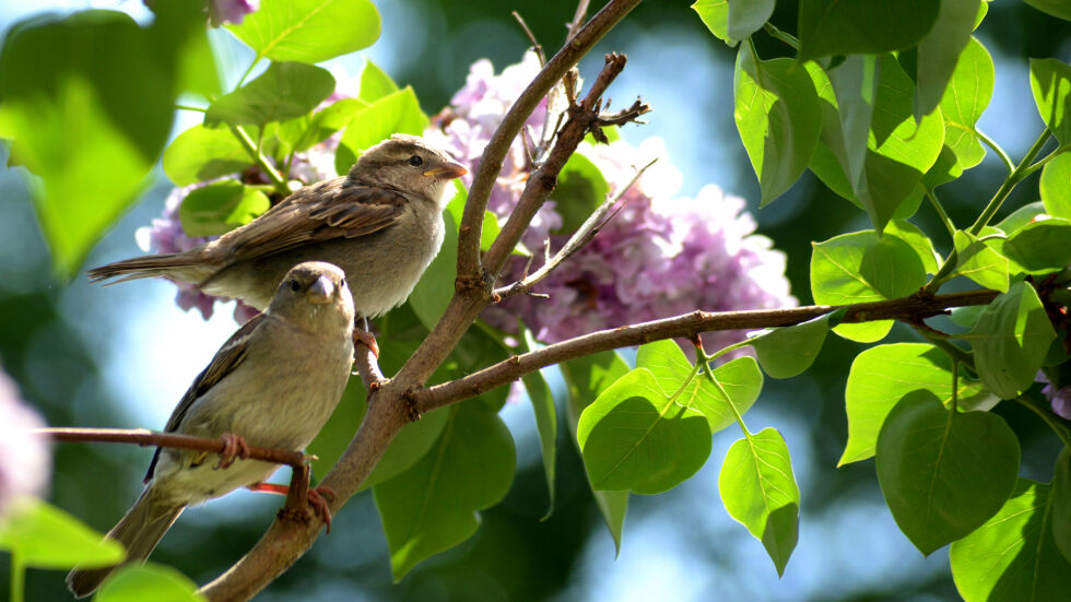 Градските птици предпазват от депресия
