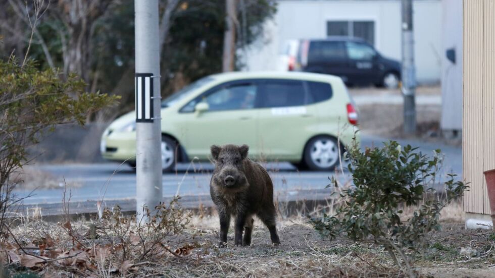 Диви прасета превзеха празните градове на японската префектура Фукушима