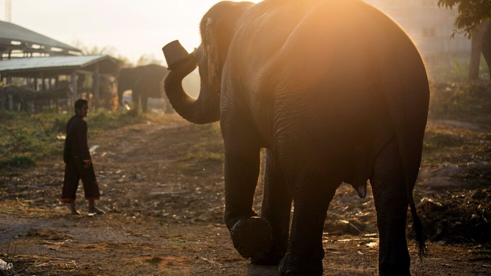 Слон уби дресьора си в японски зоопарк 