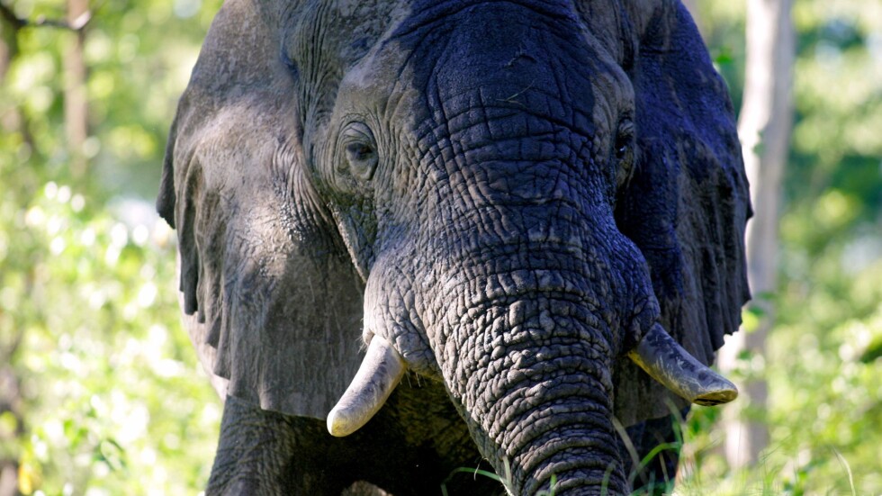 И слоновете се заразяват с прозявки (ВИДЕО)