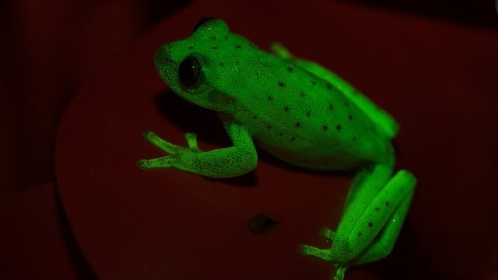 Учени откриха първата в света флуоресцентна жаба
