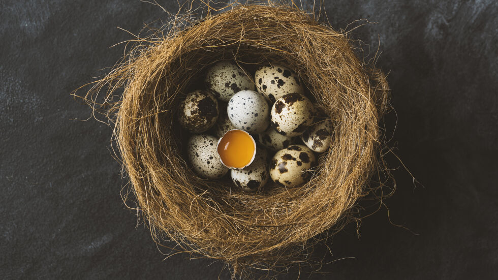 8 любопитни факта за яйцата на птиците, които не знаете