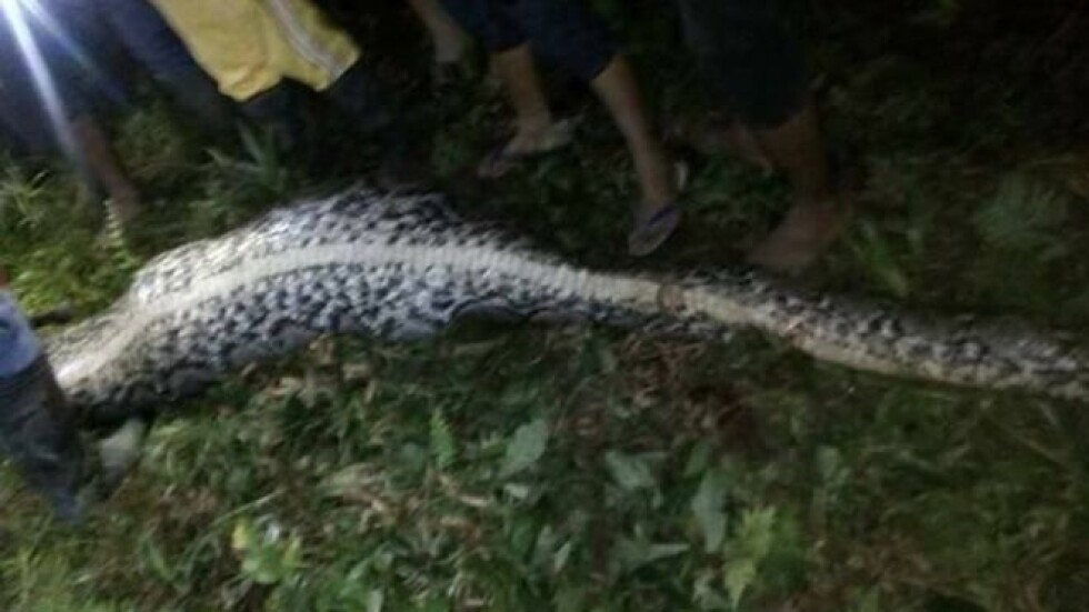 Изчезнал индонезиец беше открит в тялото на огромен питон