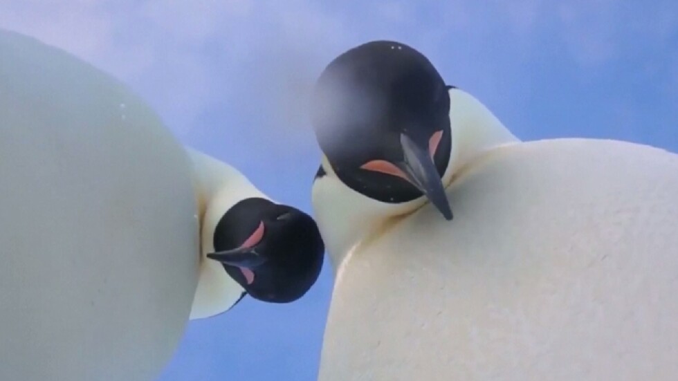 Двойка пингвини с романтични селфита на Антарктида 