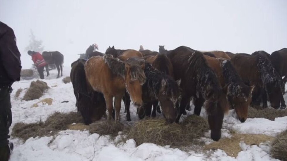Случаят с бедстващите коне в Осоговската планина не е единичен в Кюстендилско