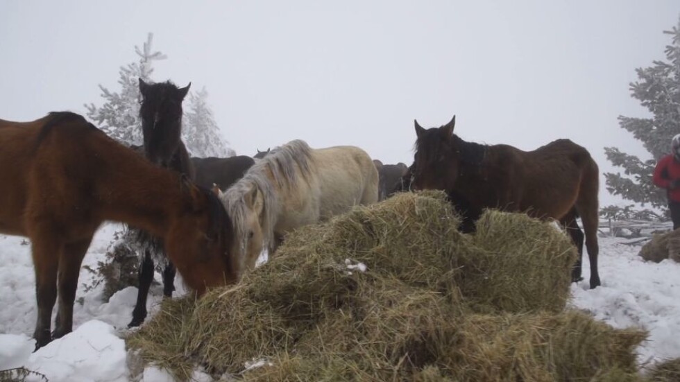 Собственикът на изоставените коне в Осоговската планина не се яви на разпит в полицията 