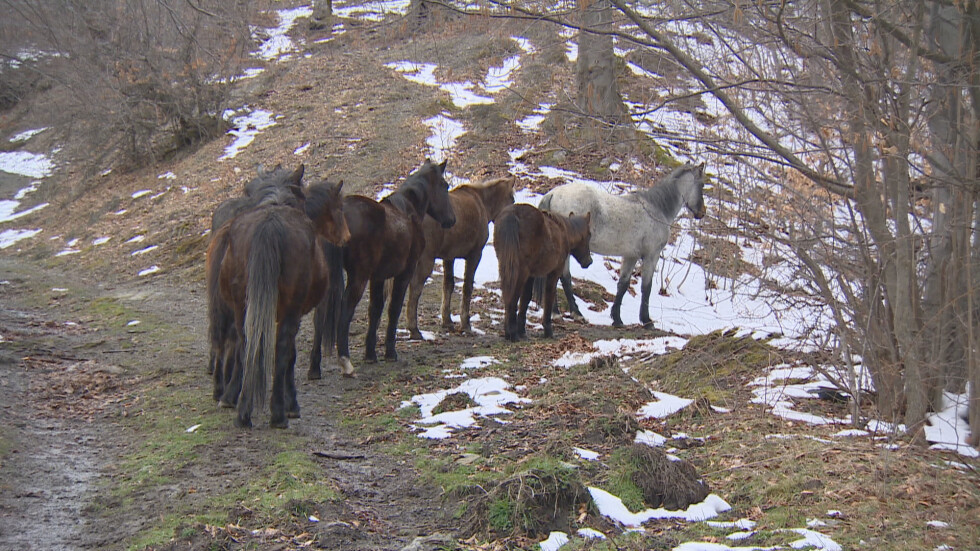 Субсидиите карат все повече българи да пускат коне в планините
