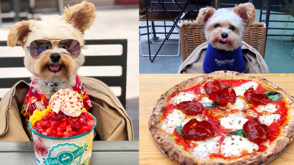 Попай e гладуващо бездомнo куче, което днес посещава ресторантите в Лос Анджелис