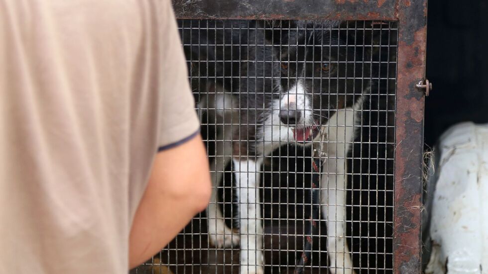 От "Екоравновесие" заловили 311 кучета за месец 