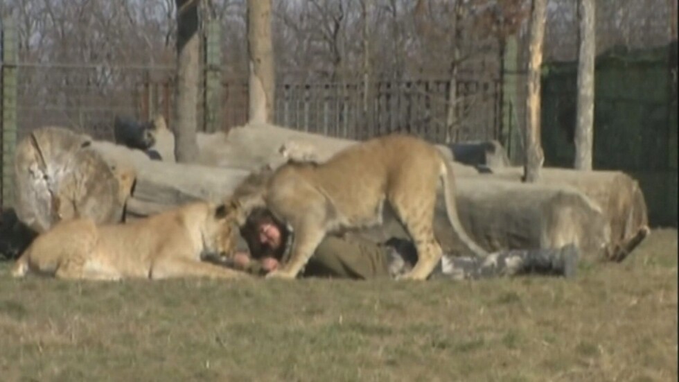 С фатален край: Лъв изяде стопанина си