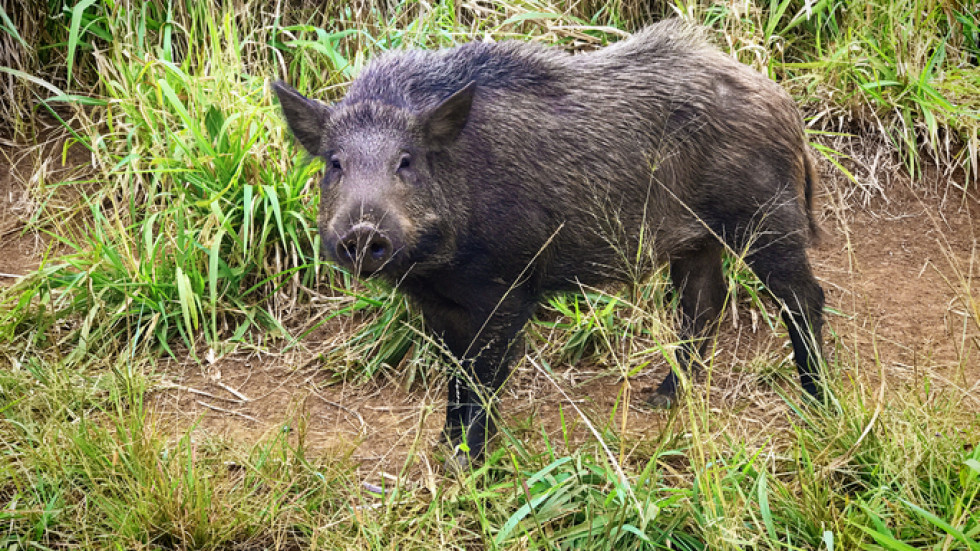 Потвърдиха първи случай на чума при диво прасе в Плевенско 