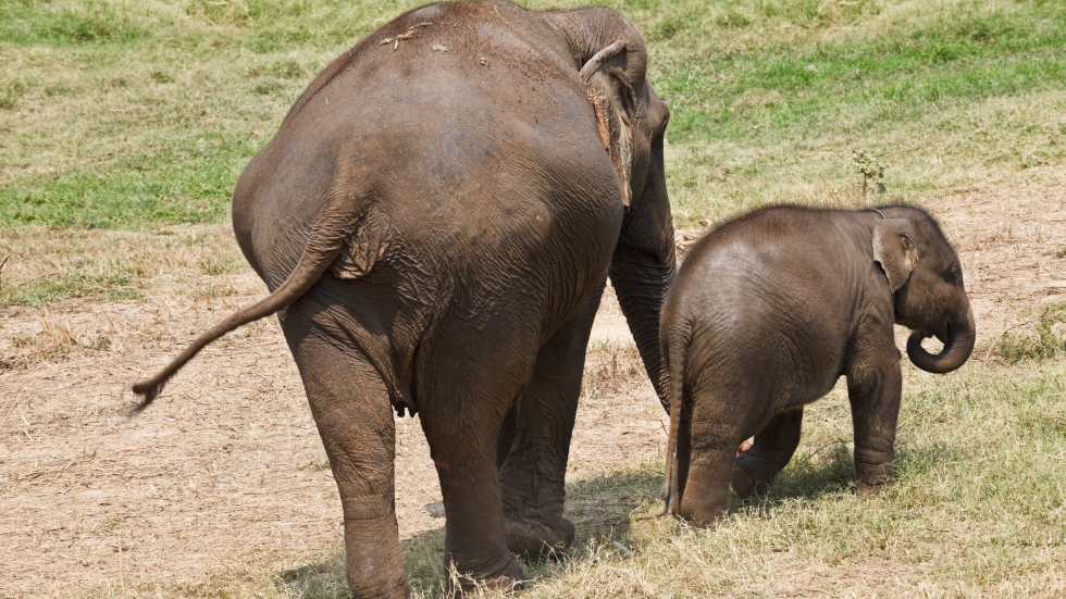 Защо слониците са най-грижовните майки (ВИДЕО)