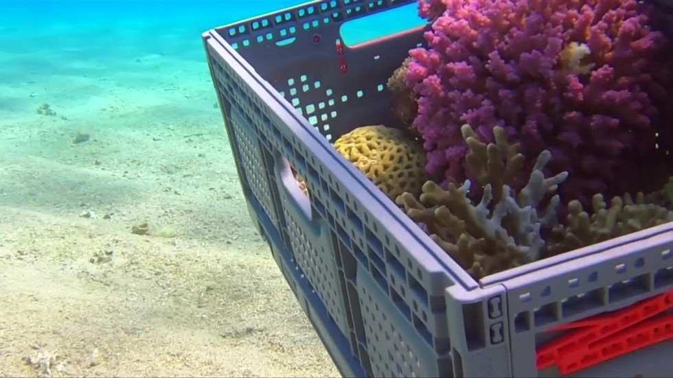 Местят 50-годишни корали, за да почистят морското дъно в Израел