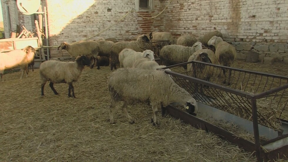 Стопаните от Болярово: Съмняваме се да е имало чума по овцете