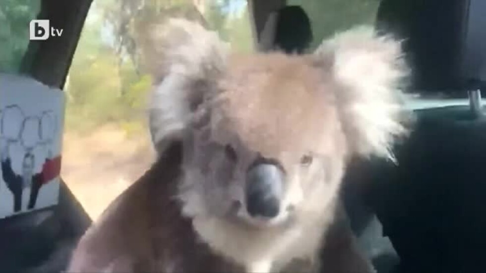 Kоала потърси прохлада в автомобил в Австралия