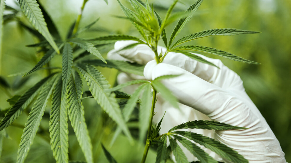 Спецоперация срещу ултрамодерна наркооранжерия за марихуана в Своге