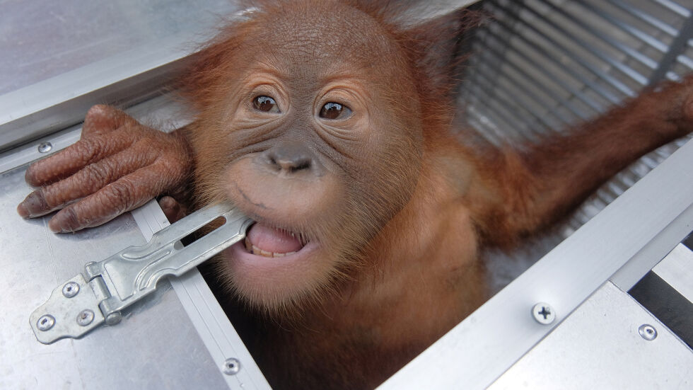 Орангутан в куфар: Турист се опита да открадне примат от Бали (ВИДЕО)