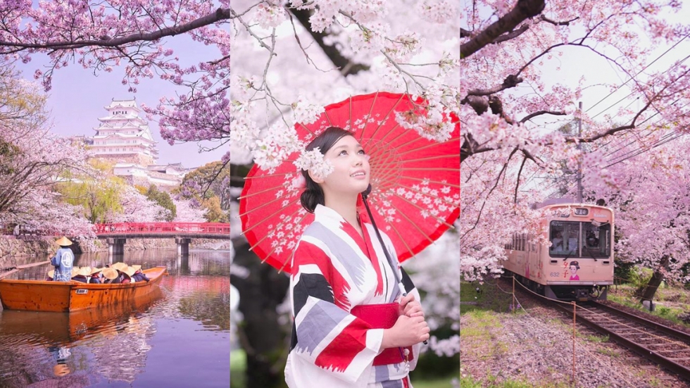Потопете се в магичната красота на сакура - сезона на цъфтеж на вишните