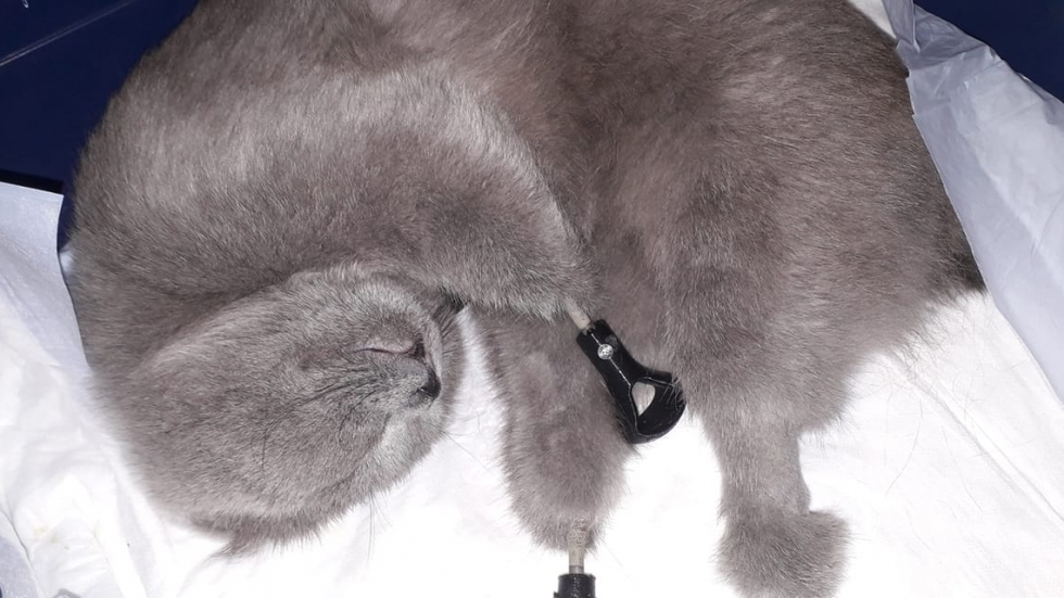 Запознайте се с Димка - котето, чиито лапички замръзнаха и сега е с 4 протези