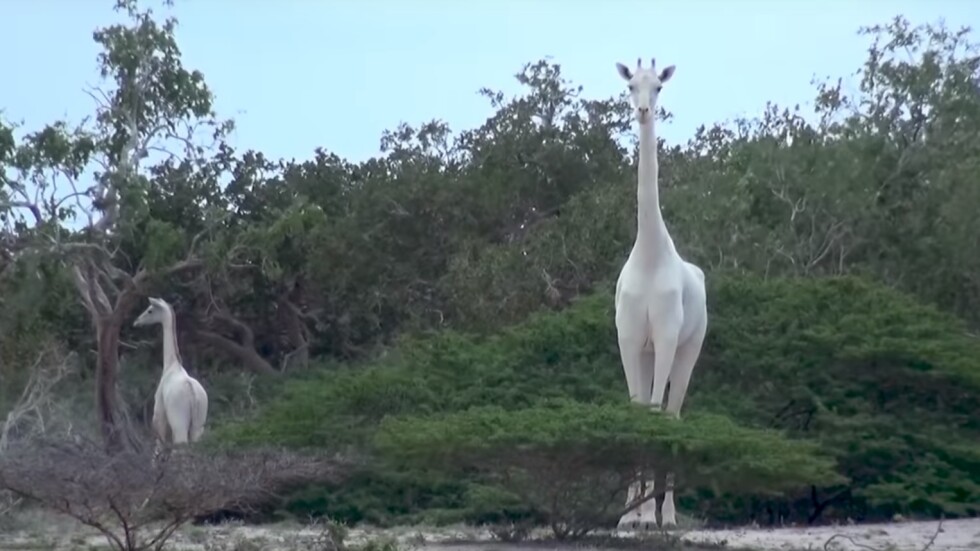 Бракониери убиха редки бели жирафи