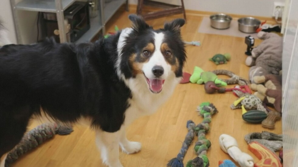 Специална дарба: Куче знае имената на всичките си играчки (ВИДЕО)