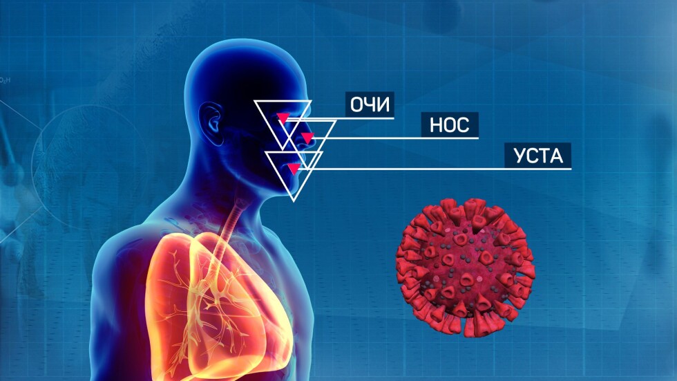 Как коронавирусът атакува човешките клетки? 