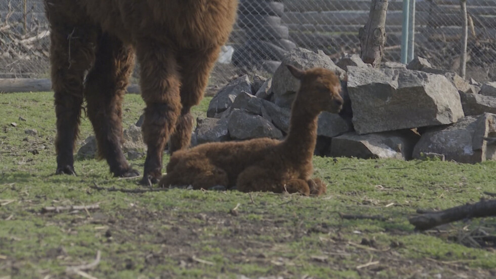 Първите бебета в зоопарка в Бургас се казват Корона и Вируслав