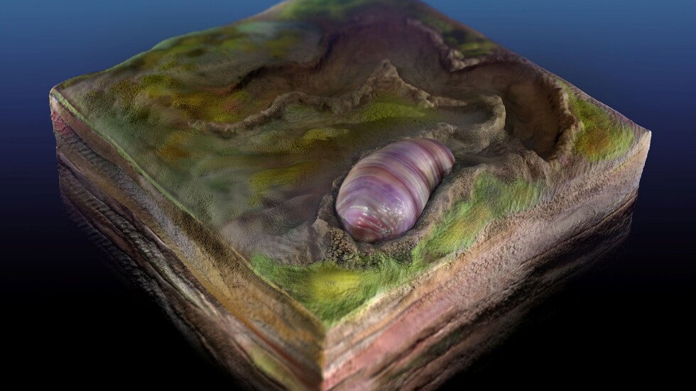Фосил на 555 млн. години разкрива за еволюцията на организмите