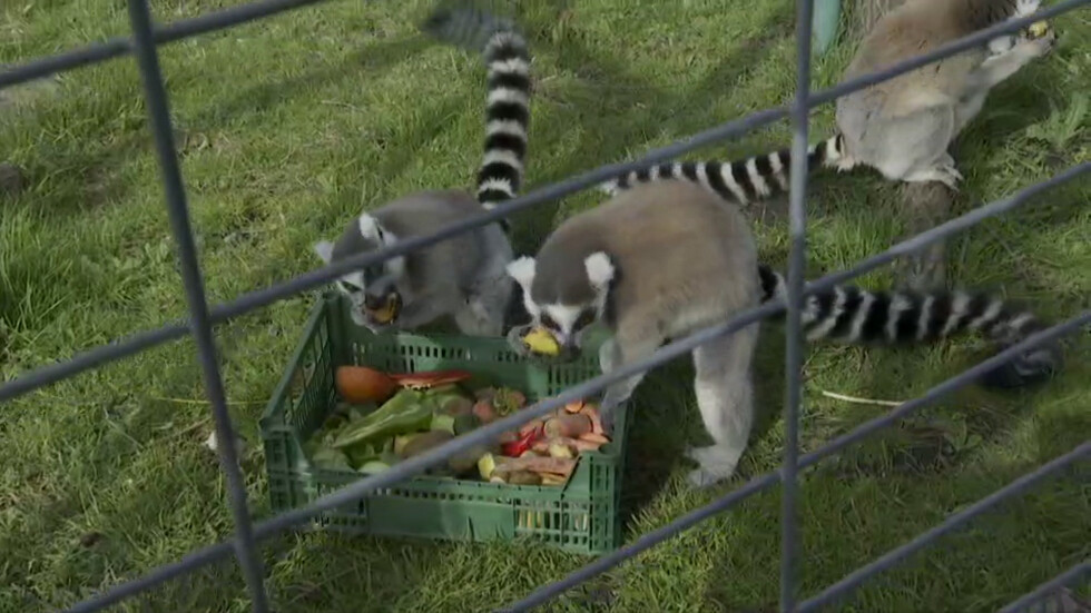 Как животните в зоопарка на Бургас понасят карантината?