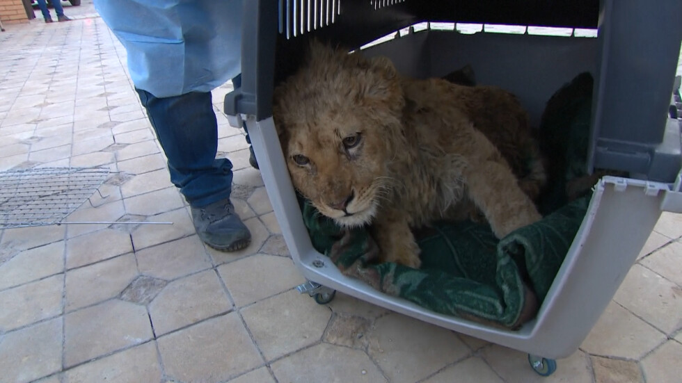 Руски ветеринари спасиха лъвче от тираничен стопанин (ВИДЕО)