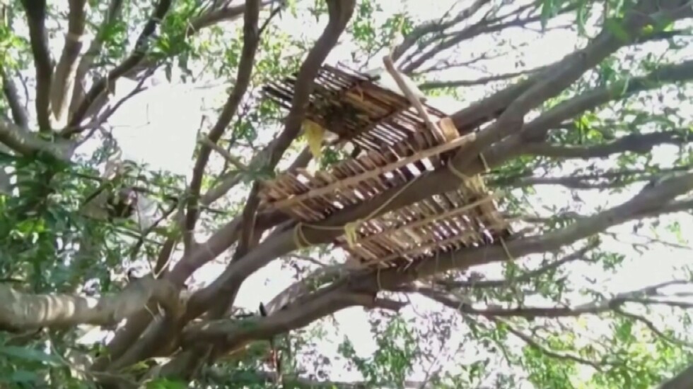 Карантина на дърво: Седем индийци се самоизолираха по нетрадиционен начин (ВИДЕО)