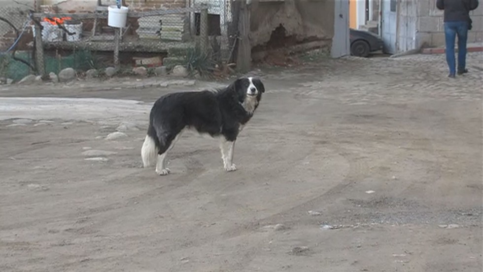 Бездомни кучета нападнаха 9-годишно дете в Дупница 
