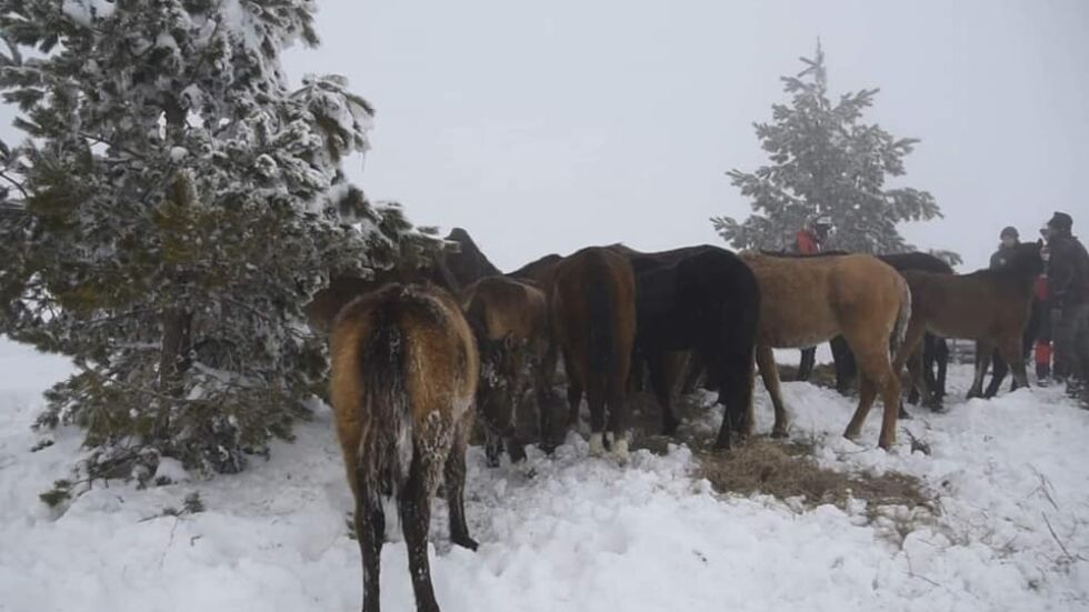 Три години по-късно: Собственикът на изоставените в Осоговската планина коне е глобен с 4500 лв.
