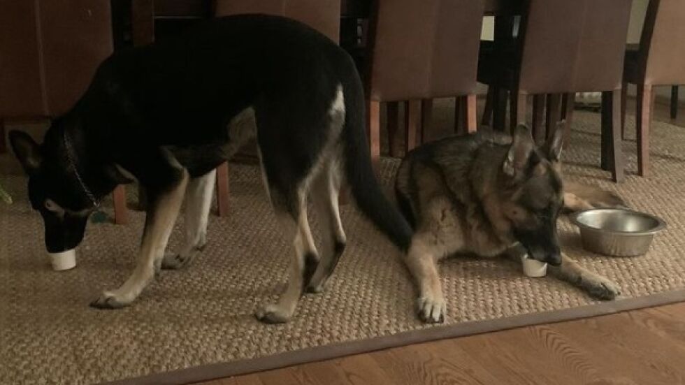 Осиновеното куче на Джо Байдън ухапа човек от охраната му