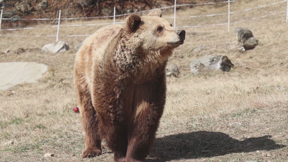 Заради нападението: Затварят Парка за танцуващи мечки в Белица