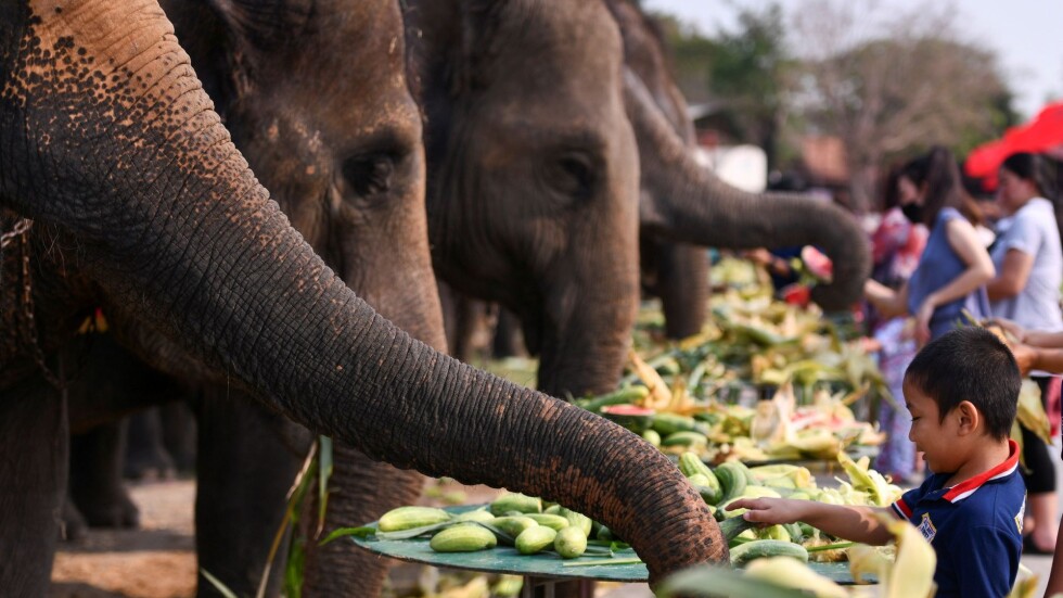 Тайланд отбелязва Деня на слона с надеждата туристите да се завърнат