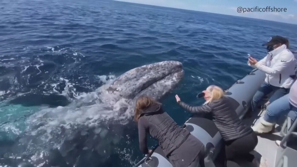 Китове се приближиха до лодка и позволиха на хората да ги пипнат (ВИДЕО)