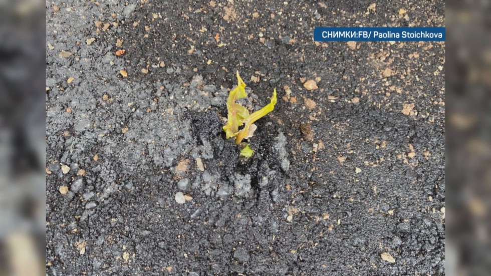 Некачествен ремонт в Своге: Растения „поникнаха“ от асфалт