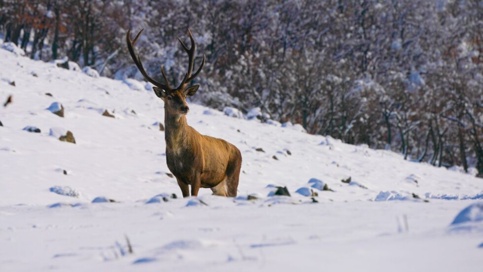 „Мисия лов“: Коя е най-голямата заплаха за дивите животни у нас?